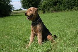 Airedale Terrier sitting on the grass