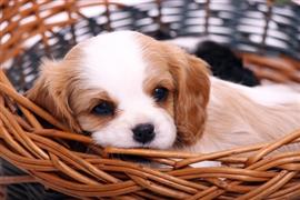 Awesome dog lays in a basket