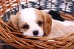 Thumb of Awesome dog lays in a basket
