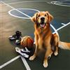 Thumb of Basketball dog photo.