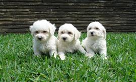Three Bichon Frise puppies