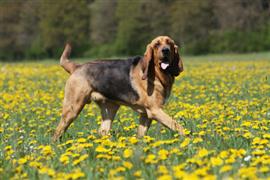 Bloodhound walking in a field