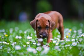 Brown Dog sniffs a flower
