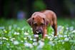 Thumb of Brown Dog sniffs a flower