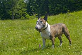 Bull Terrier on the lawn