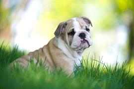 Bulldog laying on the Grass