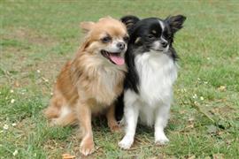 Two Chihuahuas sitting on grass