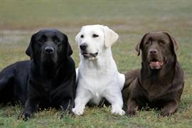 Three colorful and clever dogs