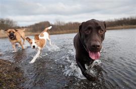 Three dogs cooling down in the lake