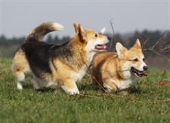 A couple of Corgis in a field
