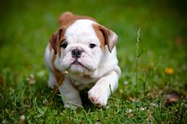 Cute puppy walking in grass