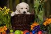 Thumb of Puppy in an Easter Basket