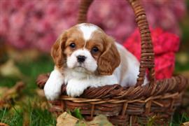 English dog peeks out of a basket