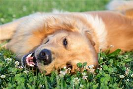 Female Golden Retriever laying on the green grass