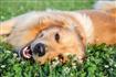 Thumb of Female Golden Retriever laying on the green grass