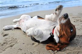 Funny Beagle on the beach