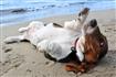 Thumb of Funny Beagle on the beach