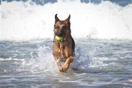 German dog running through waves