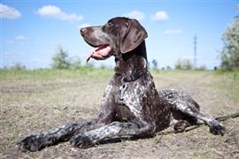 German Shorthaired Pointer relaxing in a field