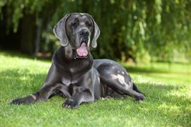 Great Dane lying on the grass