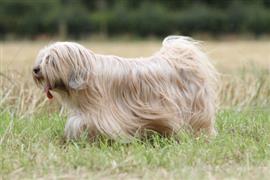 Hairy dog roams the pasture