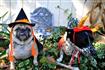 Thumb of Dogs dressed up for Halloween