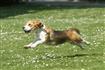 Thumb of Happy Beagle springs forward