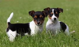 Two Jack Russell Terrier puppies standing in some grass