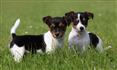 Two Jack Russell Terrier puppies standing in some grass