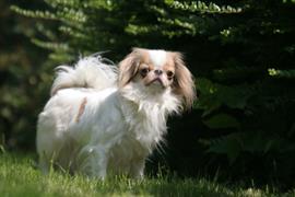 Japanese Chin standing in some grass
