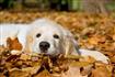 Thumb of Lazy dog laying in the leaves last Fall