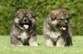 Two huge pups on the grass