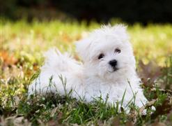 Maltese on the lawn