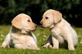 New yellow lab puppies playing