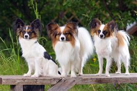 Three Papillons standing outside