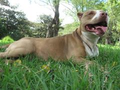 Pit Bull on the Grass