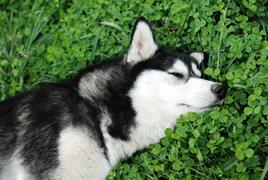 Dog laying on a bed of clovers