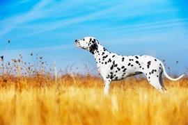 Spotted dalmation in yellow pasture