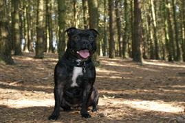 Staffordshire Bull Terrier sitting in the woods