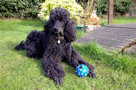 Standard Poodle playing with a ball
