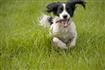 Dog dashing towards camera
