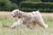 Tibetan Terrier trotting across a field