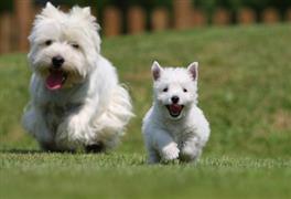 A couple of trendy white dogs