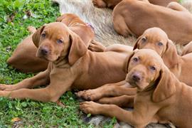 Vizsla puppies laying on the grass