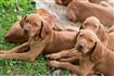 Thumb of Vizsla puppies laying on the grass