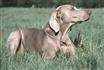 Weimaraner laying in a field