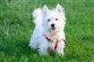 Westie standing on the lawn