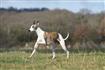 Thumb of Whippet dashing across a field