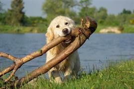 Yellow dog carries a branch by the lake