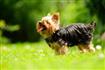 Thumb of Yorkshire Terrier stands in the lawn